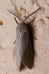 Pygarctia pterygostigma