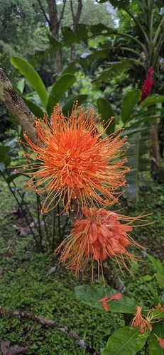 Brownea macrophylla - Leaves