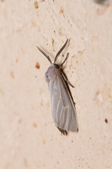 Pygarctia pterygostigma