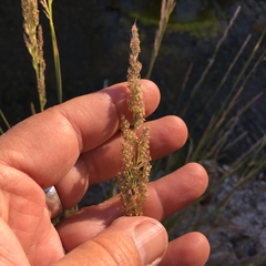 Muhlenbergia andina