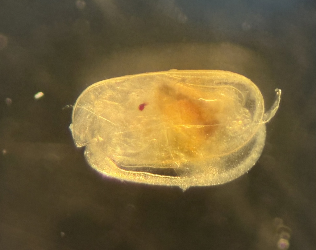 Cylindroleberidinae