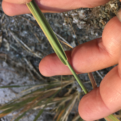 Muhlenbergia andina