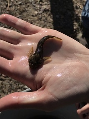 Cottus beldingii