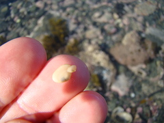 Borniola reniformis