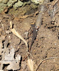 Salamandrina perspicillata