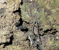 Salamandrina perspicillata