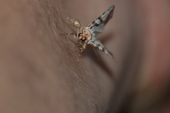 Condica hippia