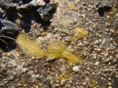 Timea aurantiaca
