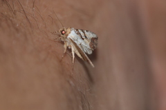 Condica hippia