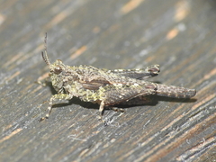 Tetrix ceperoi