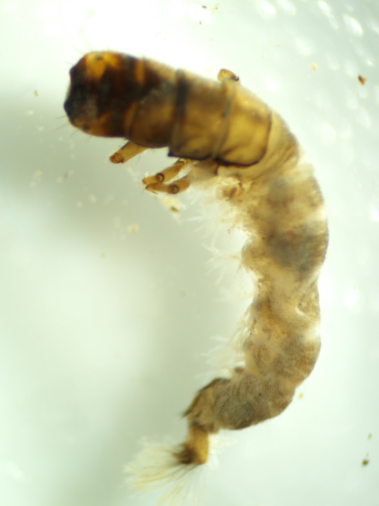 Hydropsyche raruraru