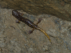 Speleomantes strinatii