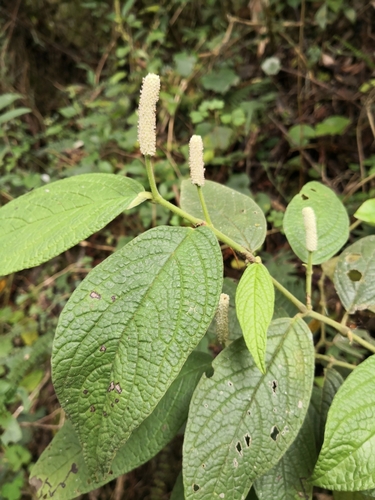 Piper andreanum