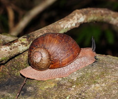 Hedleyella falconeri