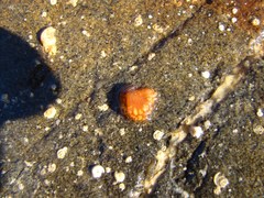 Aplidium benhami