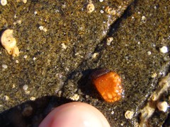 Aplidium benhami