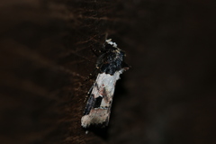 Bryolymnia bicon