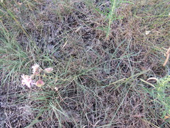 Mirabilis linearis linearis