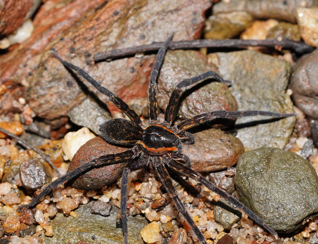 Dolomedes briangreenei