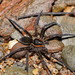 Dolomedes briangreenei - Photo (c) Reiner Richter, some rights reserved (CC BY-NC-SA), uploaded by Reiner Richter