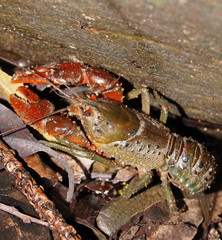 Euastacus