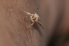 Condica hippia