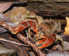 Euastacus