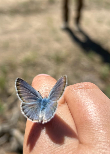 Boisduval's Blue