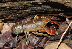 Euastacus