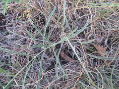 Mirabilis linearis linearis