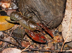 Euastacus