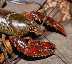 Euastacus