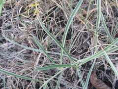 Mirabilis linearis linearis