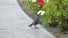Mimus polyglottos