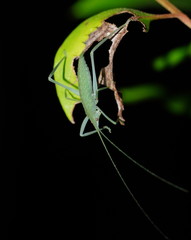 Mastighaphoides haffneri