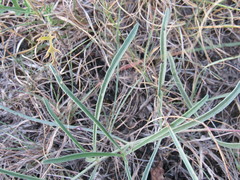 Mirabilis linearis linearis