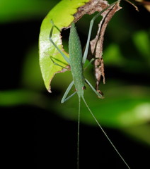 Mastighaphoides haffneri