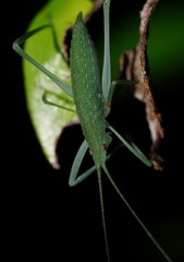 Mastighaphoides haffneri