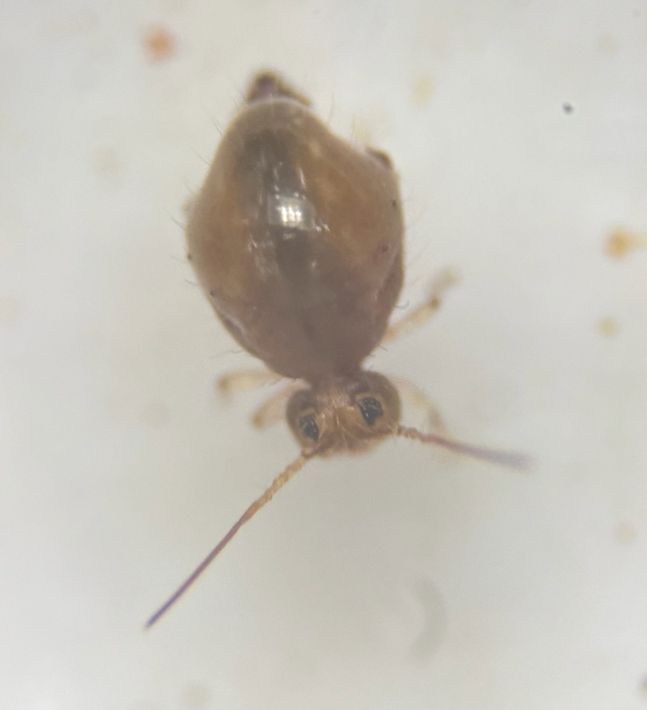Allacma purpurescens