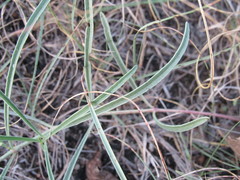 Mirabilis linearis linearis
