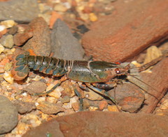 Euastacus
