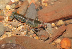 Euastacus