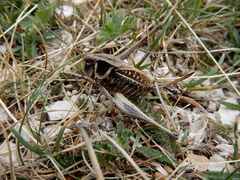 Decticus aprutianus