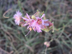 Mirabilis linearis linearis