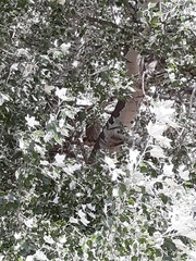 Bubo virginianus lagophonus