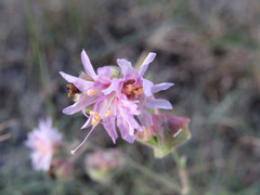 Mirabilis linearis linearis