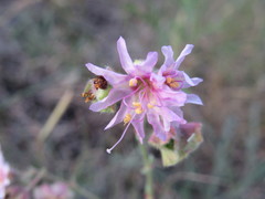 Mirabilis linearis linearis