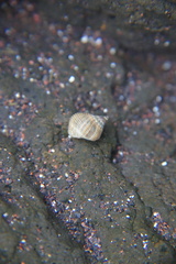 Tectarius striatus