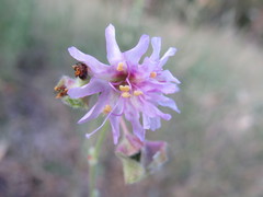 Mirabilis linearis linearis