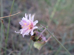 Mirabilis linearis linearis
